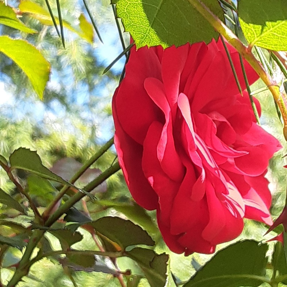 Meet your Posher, Sandra